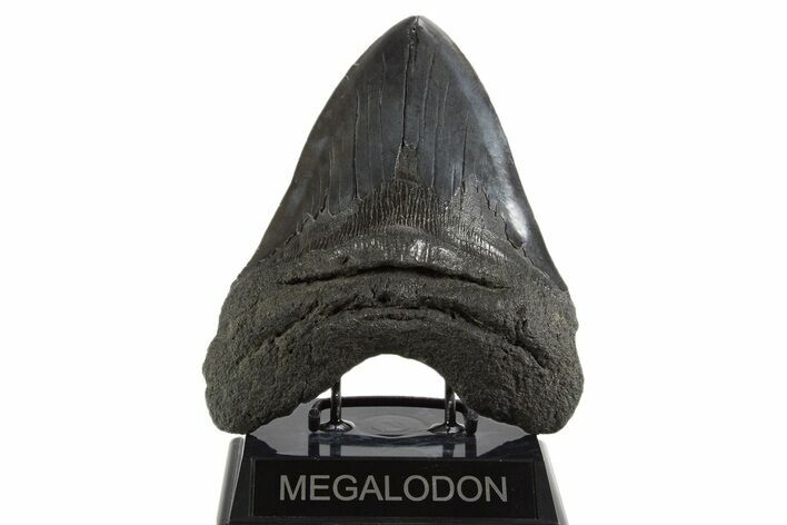 Fossil Megalodon Tooth - Massive River Meg #340272